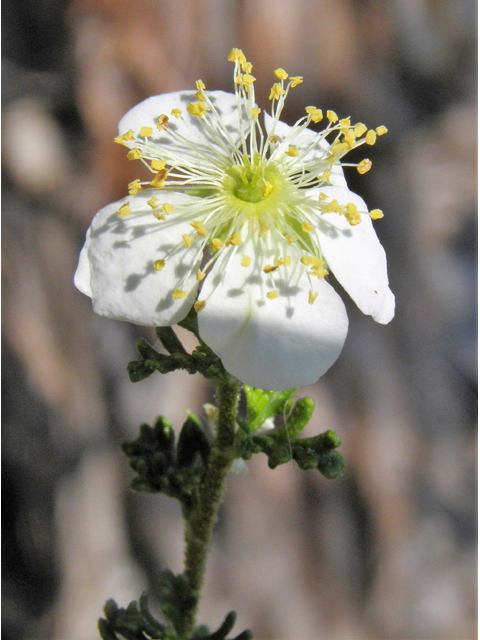 Purshia stansburiana (Stansbury cliffrose) #77649