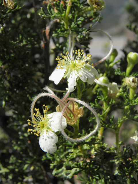 Purshia stansburiana (Stansbury cliffrose) #77650