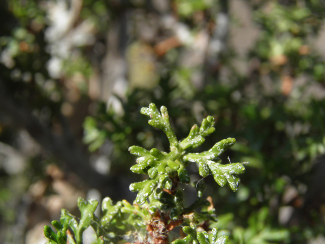 Purshia stansburiana (Stansbury cliffrose) #77652