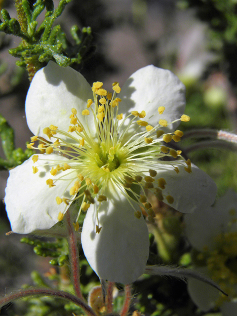 Purshia stansburiana (Stansbury cliffrose) #77653