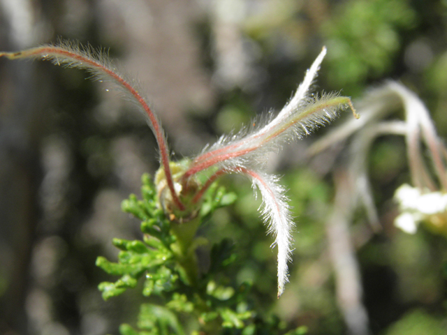 Purshia stansburiana (Stansbury cliffrose) #77655