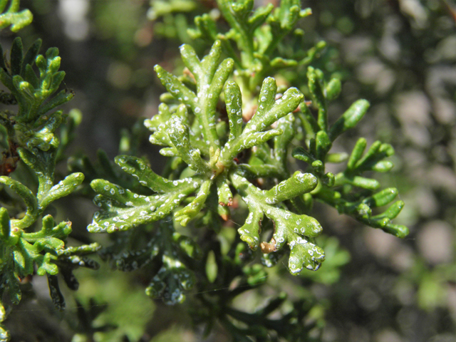 Purshia stansburiana (Stansbury cliffrose) #77656