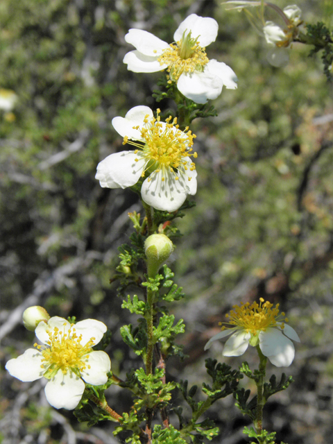 Purshia stansburiana (Stansbury cliffrose) #77658