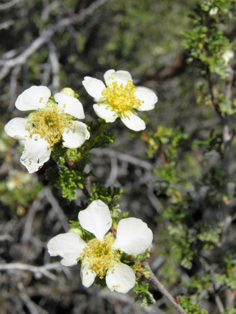 Purshia stansburiana (Stansbury cliffrose) #77659