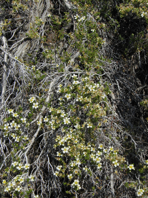 Purshia stansburiana (Stansbury cliffrose) #77663