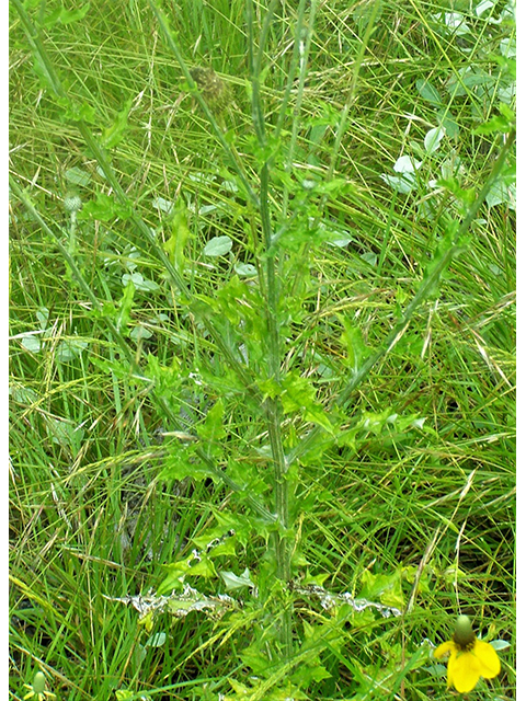 Cirsium texanum (Texas thistle) #77727