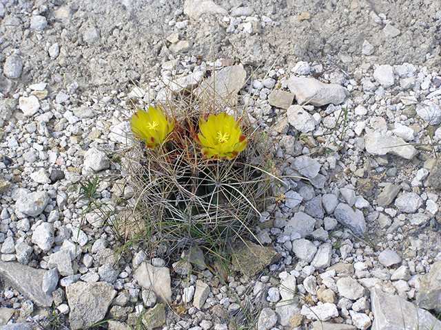 Ferocactus hamatacanthus var. hamatacanthus (Turk's head) #77757