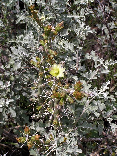 Cylindropuntia leptocaulis (Tasajillo) #77759