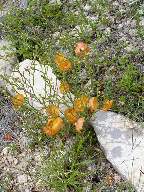 Linum berlandieri var. filifolium (Berlandier's yellow flax) #77774