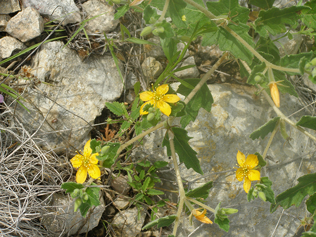 Mentzelia oligosperma (Stick-leaf) #77775