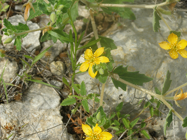 Mentzelia oligosperma (Stick-leaf) #77777