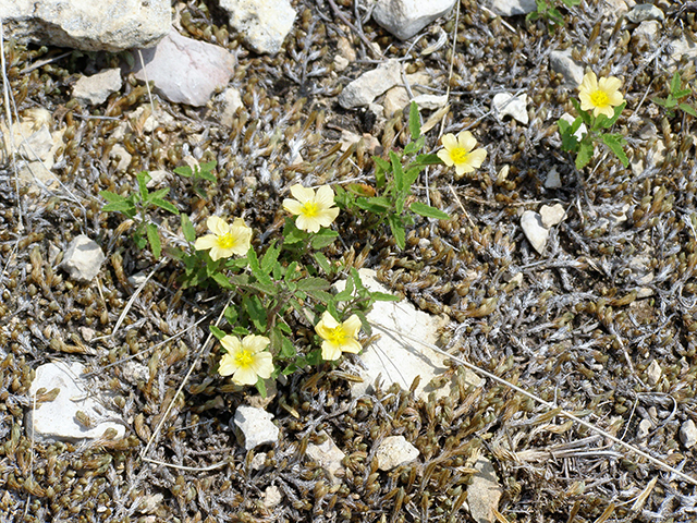 Sida abutifolia (Spreading fanpetals) #77778