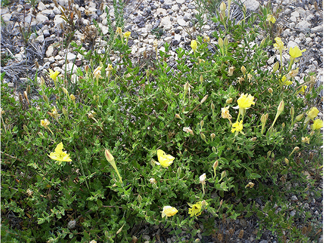 Calylophus hartwegii ssp. pubescens (Hartweg's sundrops) #77783