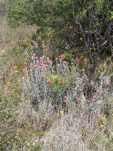 Castilleja lanata (Sierra woolly indian paintbrush) #77787