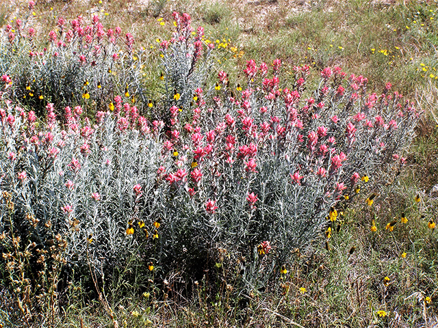 Castilleja lanata (Sierra woolly indian paintbrush) #77788