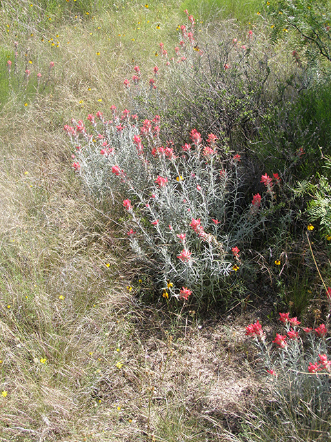 Castilleja lanata (Sierra woolly indian paintbrush) #77789