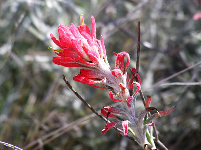 Castilleja lanata (Sierra woolly indian paintbrush) #77790