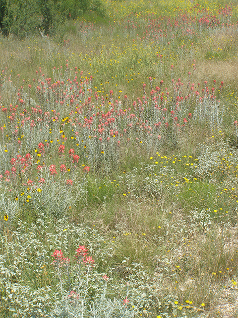 Castilleja lanata (Sierra woolly indian paintbrush) #77791