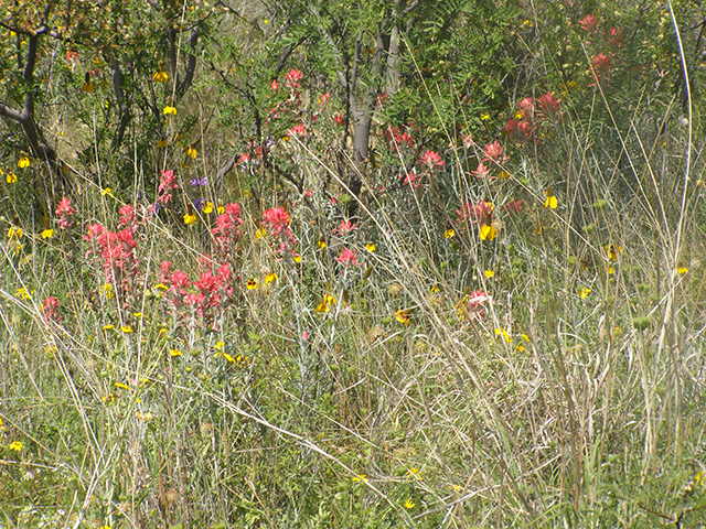 Castilleja lanata (Sierra woolly indian paintbrush) #77792