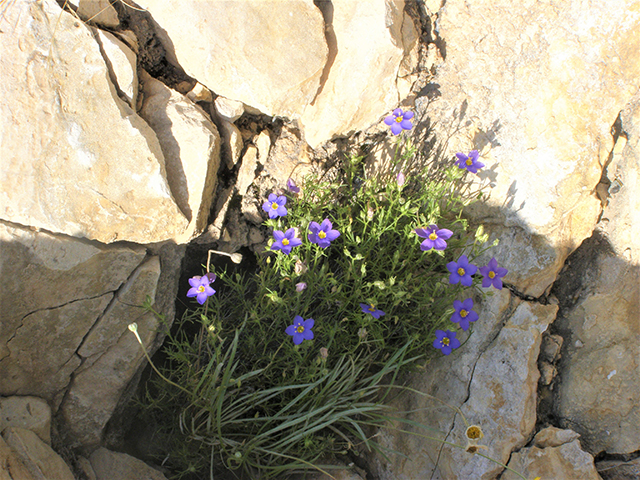 Giliastrum rigidulum (Bluebowls) #77802