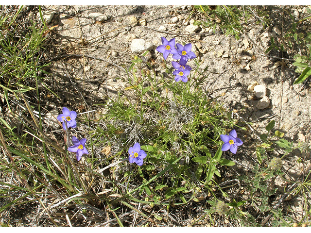 Giliastrum rigidulum (Bluebowls) #77803