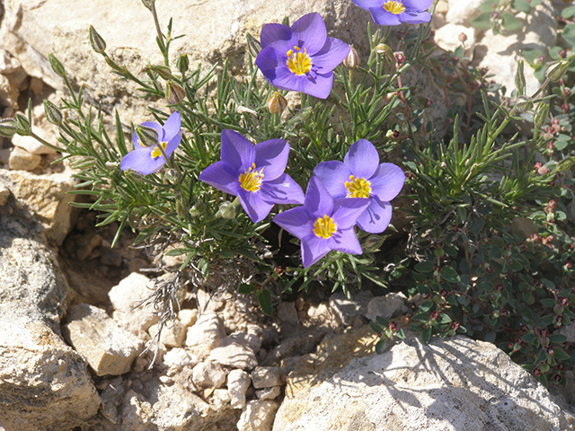 Giliastrum rigidulum (Bluebowls) #77805