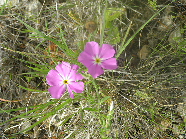 Phlox roemeriana (Goldeneye phlox) #77806