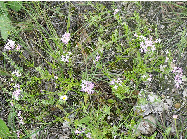 Stenaria nigricans (Bluets) #77814