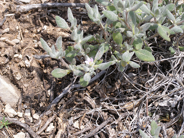 Tiquilia canescens var. canescens (Woolly crinklemat) #77819