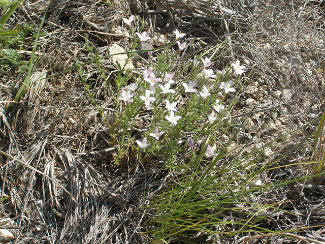 Houstonia acerosa (Needleleaf bluet) #77829