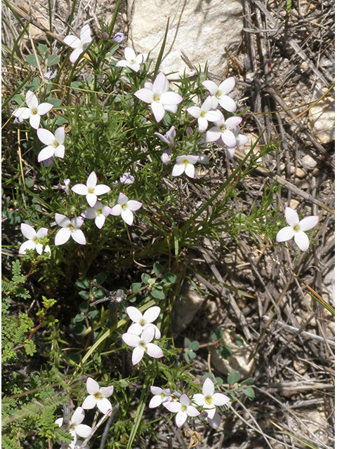 Houstonia acerosa (Needleleaf bluet) #77830