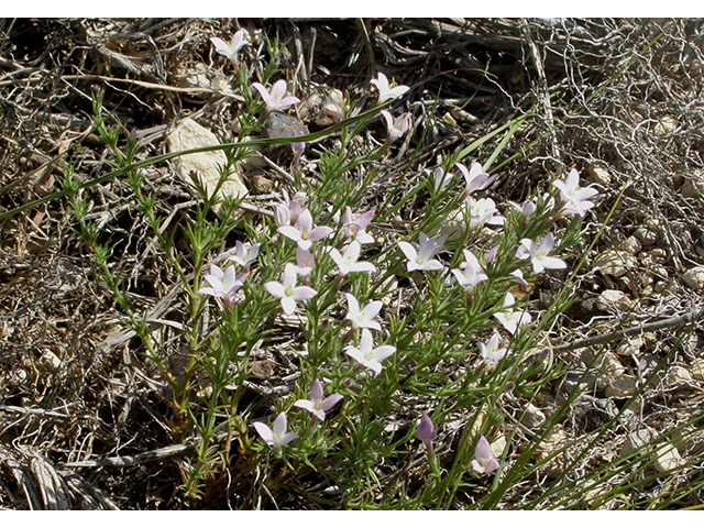 Houstonia acerosa (Needleleaf bluet) #77831