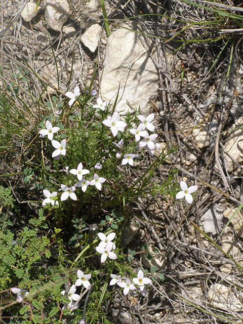 Houstonia acerosa (Needleleaf bluet) #77832