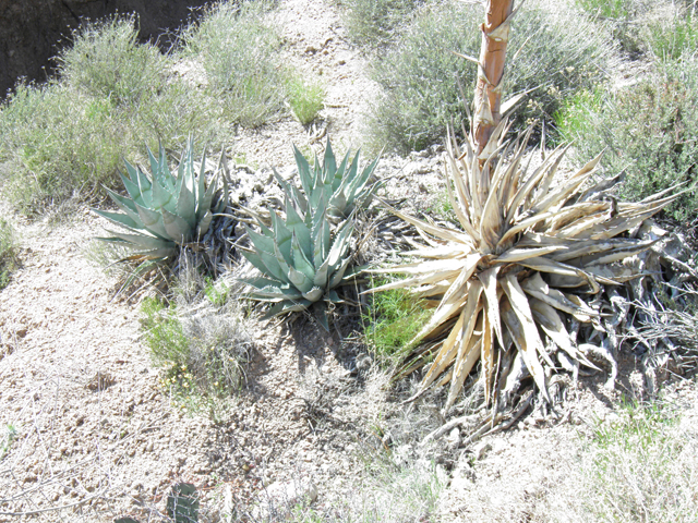 Agave chrysantha (Goldenflower century plant) #77845