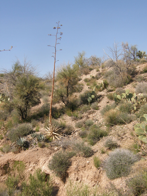 Agave chrysantha (Goldenflower century plant) #77846