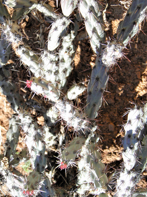 Cylindropuntia acanthocarpa (Buck-horn cholla) #77851