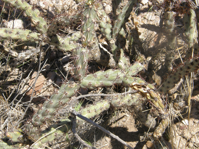 Cylindropuntia acanthocarpa (Buck-horn cholla) #77852