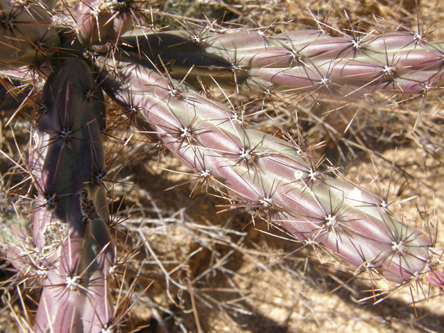 Cylindropuntia acanthocarpa (Buck-horn cholla) #77853