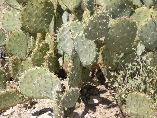 Opuntia engelmannii (Cactus apple) #77859