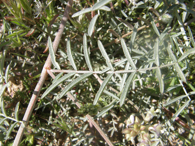 Astragalus arizonicus (Arizona milkvetch) #77877