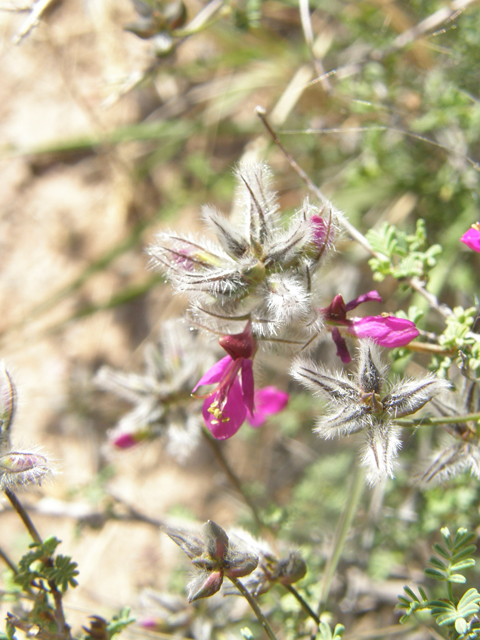 Dalea formosa (Featherplume) #77879