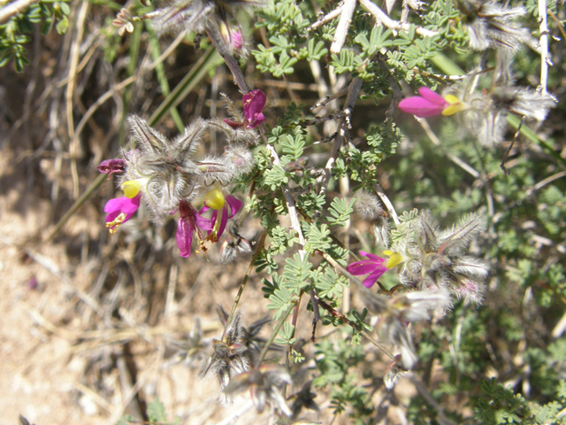 Dalea formosa (Featherplume) #77881