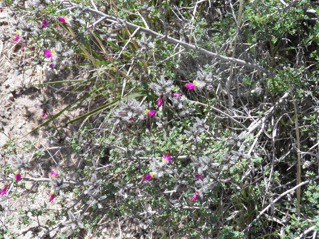 Dalea formosa (Featherplume) #77882