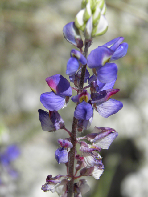 Lupinus sparsiflorus (Mojave lupine) #77890