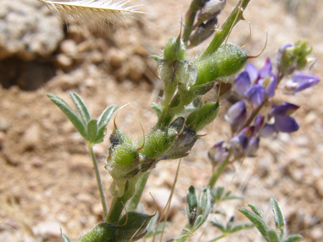 Lupinus sparsiflorus (Mojave lupine) #77894