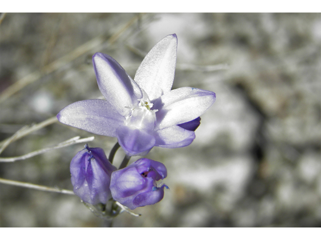 Dichelostemma capitatum ssp. capitatum (Bluedicks) #77902