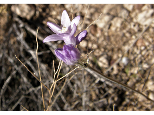 Dichelostemma capitatum ssp. capitatum (Bluedicks) #77904