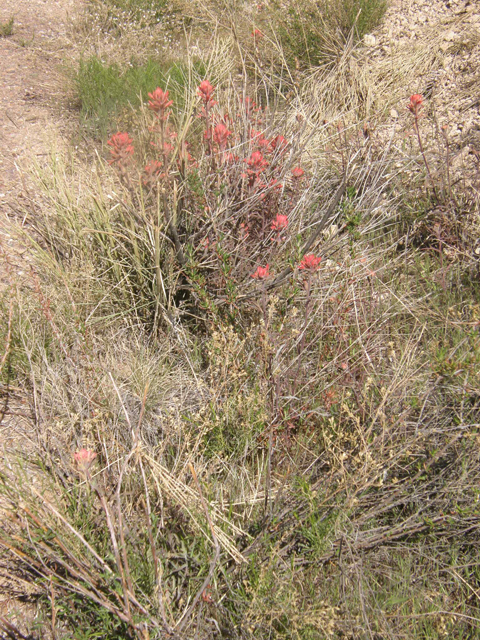 Castilleja angustifolia (Northwestern indian paintbrush) #77906