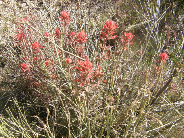 Castilleja angustifolia var. dubia (Showy northwestern indian-paintbrush) #77907