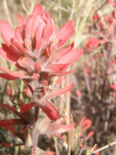 Castilleja angustifolia var. dubia (Showy northwestern indian-paintbrush) #77908